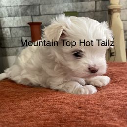 Sleepy collar yellow - White male Maltese puppy in Taylorsville, North Carolina from Mountain Top Hot Tailz
