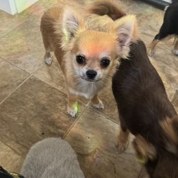 Chihuahua and Dachshund Puppies from Little Pawz, LLC