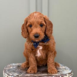 Blue collar SLINKY - Apricot male Goldendoodle puppy in Salem, Utah from Aspen Doodles Utah