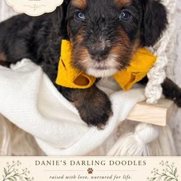 Mr. Clean - Tri-color male Bernedoodle puppy in Otisville, Michigan from Danie’s Darling Doodles LLC