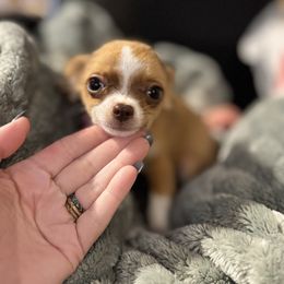 Adora - Chocolate and white female Chihuahua puppy in Franklin, North Carolina from A&J Cutie Pawtooties