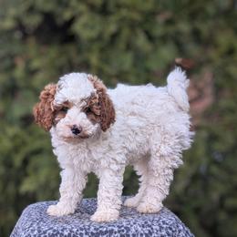 Belle - Blenheim female Cavapoo puppy in Amboy, Indiana from Wag'in Tails