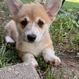 Donut - Red male Pembroke Welsh Corgi puppy in Hand County, South Dakota from Hills End Corgis