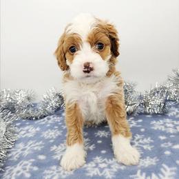 Cinnamon - Red female Bernedoodle puppy in Granton, Wisconsin from Rose River Farms
