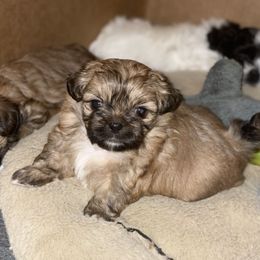 Shih Tzus from Dee's Shih Tzus