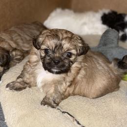 Shih Tzus from Dee's Shih Tzus