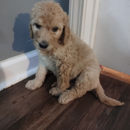 Riley - Goldendoodle puppy in Salem, Alabama from Oddles Of Doodles