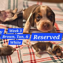 Mr. Peabody-Light Blue-Male - Brown white and tan male Beagle puppy in Bemidji, Minnesota from Nse Farms Beagles