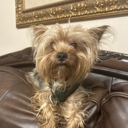 Clo clo - Yorkshire Terrier