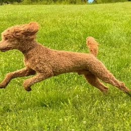 Tinman (now Barkley) - Red  Poodle puppy in Greensboro, North Carolina from Joyful Poodles