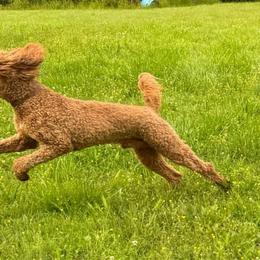 Tinman (now Barkley) - Red  Poodle puppy in Greensboro, North Carolina from Joyful Poodles