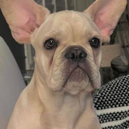 Charlie - Cream French Bulldog puppy in Clayton, California from Frenchie Luvbugs