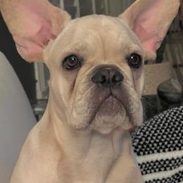 Charlie - Cream French Bulldog puppy in Clayton, California from Frenchie Luvbugs