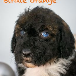 Birdie Orange Boy - Sable male Goldendoodle puppy in Lafayette, Alabama from Sweethaven Kennels