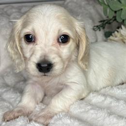 Plum - Cream female Dachshund puppy in Lakeland, Florida from Buckwild Doxies