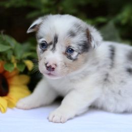 American Corgi and Basset Hound Puppies from High Hopes Hounds