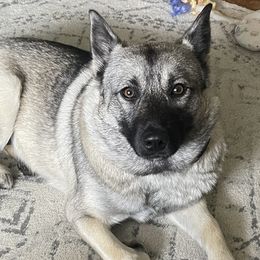 Val - Norwegian Elkhound