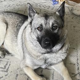 Val - Norwegian Elkhound
