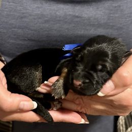 ATTICUS - Blue Collar Male - Black and red male German Shepherd puppy in Paso Robles, California from Central Coast German Shepherds