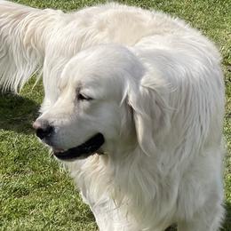 Teddy - Golden Retriever