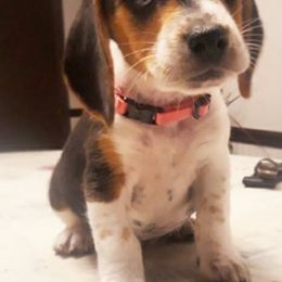 Beagle Puppies from Rajun Cajun Kennels