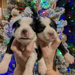 Autumn - Black tri female Toy Australian Shepherd puppy in Princeton, Louisiana from Legacy Hill Aussies