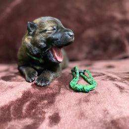 Green boy - Sable male German Shepherd puppy in Riverside, California from Von Der Sagobi