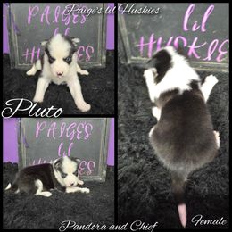 Pluto - Black and white female Siberian Husky puppy in Bloomfield, Indiana from Paiges lil huskies