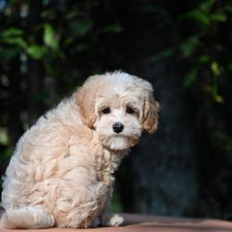 Bernedoodle, Cavapoo, Cockapoo, Double Doodle, and Poodle Puppies from Heavenly Puppies to Love