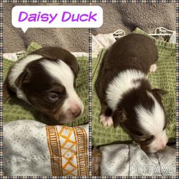 Daisy Duck - Red tri female Toy Australian Shepherd puppy in Menan, Idaho from Teton Toy Aussies