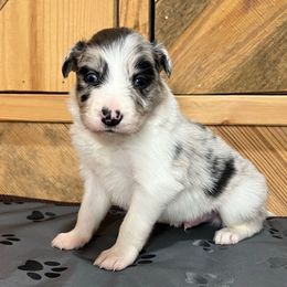 Baxter - Blue merle male Border Collie puppy in Chattanooga, Tennessee from Ross Vegas Kennels