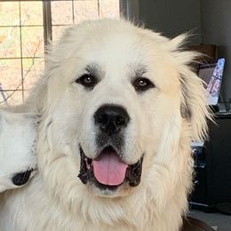 Samson - Great Pyrenees