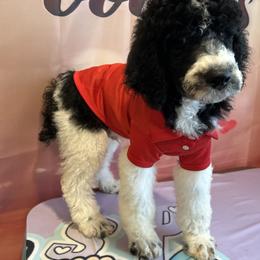 Toby - Parti male Poodle puppy in Mobile, Alabama from Semmy’s Standard Poodle LLC