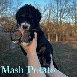 Boy 6 - male Bernedoodle puppy in St. James, Missouri from Backwoods Bernedoodles