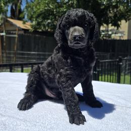 Boy 1 - male Poodle puppy in Patterson, California from Paterson Poodles