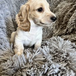 Fin - Cream Dachshund puppy in Highland, California from BAES Teufelshunde