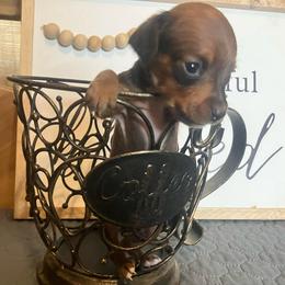 Chance - Red male Dachshund puppy in Sharon Springs, New York from Show Us The Way Homestead
