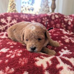 Maltipoo Puppies from Ollie-Pop Paws Breeding