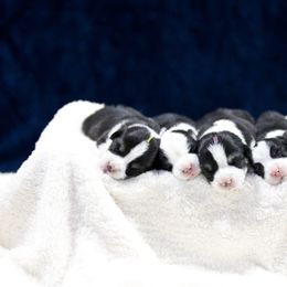 Pembroke Welsh Corgi Puppies from Cosmere Corgis