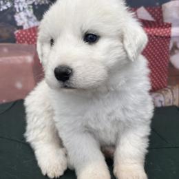 Great Pyrenees Puppies from Outlaw Acres Farm & Kennels
