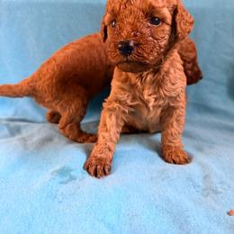 Clara - Red  female Poodle puppy in Colerain, North Carolina from Lisa's Poodles