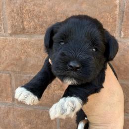 Boy 2 - Black male Miniature Schnauzer puppy in Avondale, Arizona from Campos Schnauzers