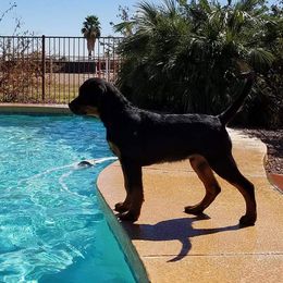 Rottweiler Puppies from Gottlïchen Rottweilers