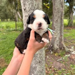Bo Peep - Tri-color female Bernese Mountain Dog puppy in Fort Meade, Florida from Baldwin Dood Ranch