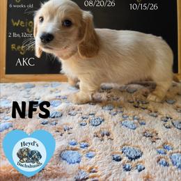 Zeus - Cream male Dachshund puppy in Hoquiam, Washington from Heyd's Mini Dachshunds