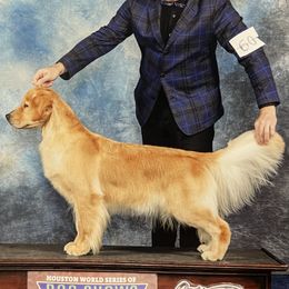 Golden Retriever Puppies from Champagne Goldens
