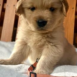 George - Golden male Golden Retriever puppy in North Pole, Alaska from Mulberry Retrievers