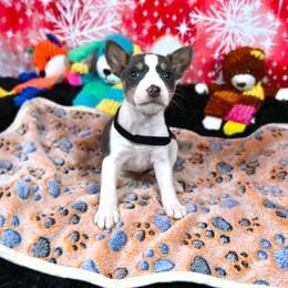 Basenji Puppies from Basenji Puppies