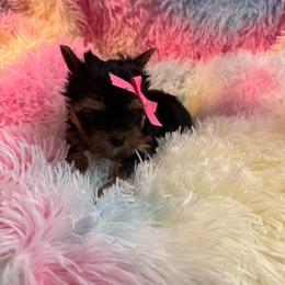 Runt girl - Blue and gold female Yorkshire Terrier puppy in Milton, Florida from Sassenach Yorkie Kennels
