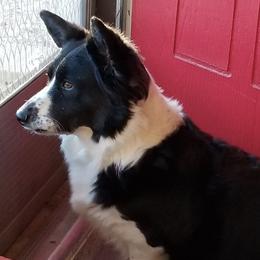 Cardigan Welsh Corgis from Sheri WinstanleyMarshall